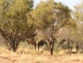 /album/fauna-flora/a07-camels-jpg/